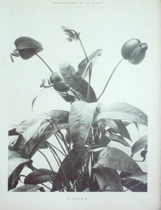 Langue de Feu 3 (Anthurium Scherzerianum)  