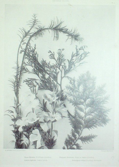 Thuya de Dolabra (Thuyopsis) If (Taxus) Godelia hybride (Godelia Hybrida)